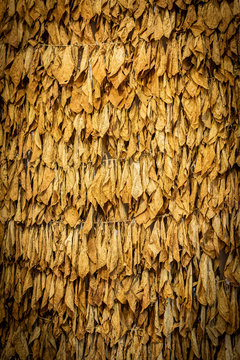 Dry tobacco leaves 