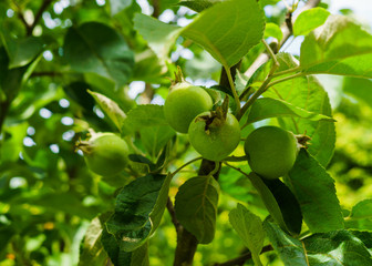 Fruits entwined after the flowering of green apples on the branch.