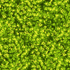 Background with dense foliage. Green vector foliage