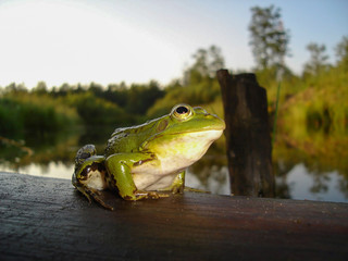 frog on a log