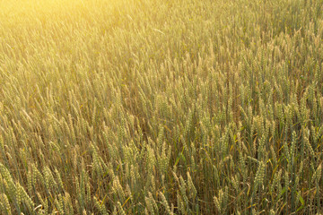 Wheat ears in agriculture field in sunlight, background texture