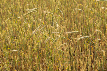 Wheat and rye ears in field close up, background texture