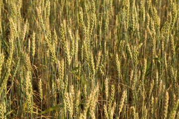 Obraz premium Green yellow wheat ears in field close up, background texture