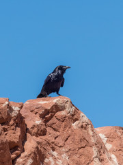 Raven Perched on Rock Above
