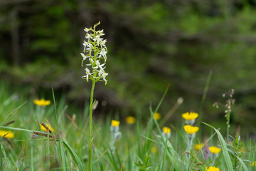 Obraz premium Closeup of a lesser butterfly-orchid in the Austrian Alps