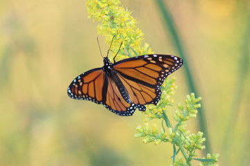 butterfly on flower