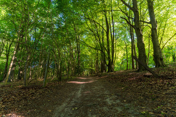 Fototapeta na wymiar Forests between Saunderton and West Wycombe, Buckinghamshire