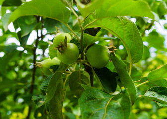 Fruits entwined after the flowering of green apples on the branch.