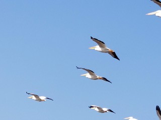 flock of seagulls