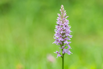 Closeup of a heath spotted-orchid in the Austrian Alps