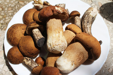 Boletus edulis, known as the Cep, Porcino or Penny-bun Bolete edible mushrooms on the green background, raw, from the wood,  macro photography, near Uzice