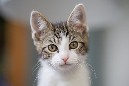 Katze K&auml;tzchen Katzenkinder in einer Wohnung schaut direkt in die Kamera, kleiner Stubentiger schaut aufmerksam und neugierig, wei&szlig; getigertes K&auml;tzchen lauscht