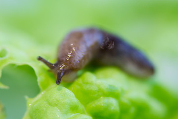a snail without a shell slug from the Gastropoda family crawls on a piece of lettuce. Pest eating food in the garden