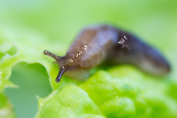 a snail without a shell slug from the Gastropoda family crawls on a piece of lettuce. Pest eating food in the garden