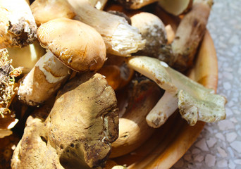 Boletus edulis, known as the Cep, Porcino or Penny-bun Bolete edible mushrooms and russula virescens on the wooden plate, raw, from the wood,  macro photography, near Uzice