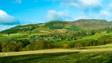 Fototapeta na wymiar Sheep grazing in the fields with Ben Vrackie in the background, Perthshire, Scotland in late Autumn, outside of Pitlochry