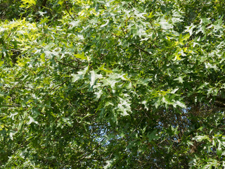 Sumpf-Eiche (Quercus palustris) mit grünen Blättern im Sommer