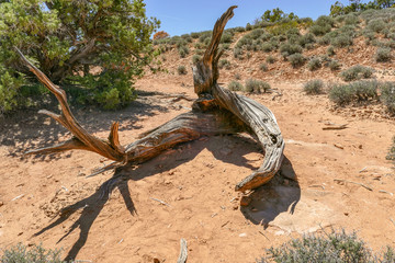 Dead Tree Along Mesa Arch Trail