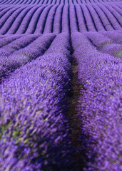 Fototapeta na wymiar colorful lavender fields in provance