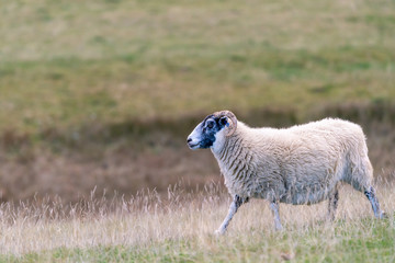 Sheep in Perthshire, Scotland, early morning, during autumn