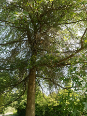 Sumpf-Eiche (Quercus palustris)