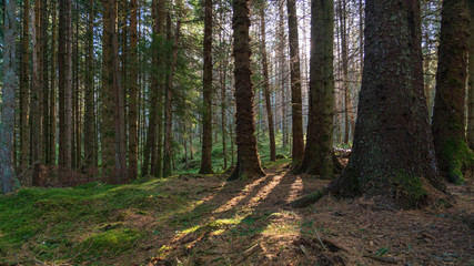 Fototapeta premium Pine forest in Scotland