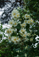 Jasmine bush sprinkled with white flowers in the garden after the rain.