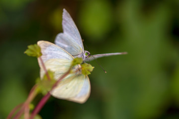 Macro photography of two great southern white butterflies copulating on a leaf. Captured at the Andean mountains of Colombia.