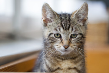 Katzenkinder getigerte Hauskatze Kitten in der Wohnung