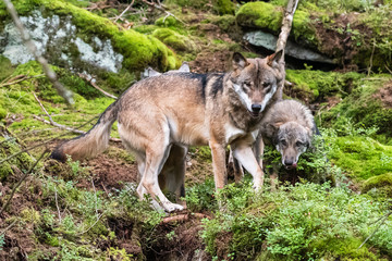 Naklejka na ściany i meble A lone Timber wolf or Grey Wolf Canis lupus standing on a rocky cliff looking back on a rainy day in autumn in Quebec, Canada