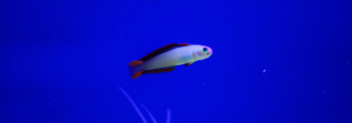 Search Photos Fish Tank