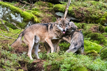 A lone Timber wolf or Grey Wolf Canis lupus standing on a rocky cliff looking back on a rainy day in autumn in Quebec, Canada