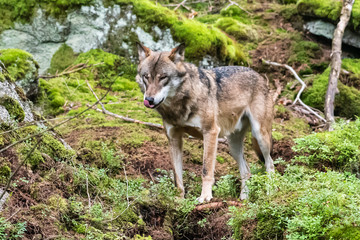 A lone Timber wolf or Grey Wolf Canis lupus standing on a rocky cliff looking back on a rainy day in autumn in Quebec, Canada