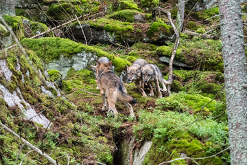 A lone Timber wolf or Grey Wolf Canis lupus standing on a rocky cliff looking back on a rainy day in autumn in Quebec, Canada