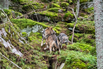 A lone Timber wolf or Grey Wolf Canis lupus standing on a rocky cliff looking back on a rainy day in autumn in Quebec, Canada