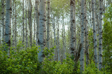 Summer Green of Canada's Aspen Forests