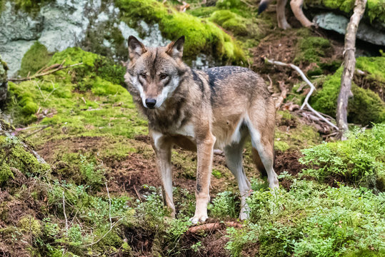 A lone Timber wolf or Grey Wolf Canis lupus standing on a rocky cliff looking back on a rainy day in autumn in Quebec, Canada