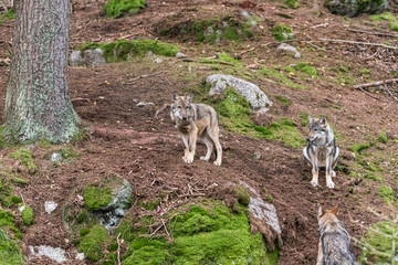 Fototapeta premium A lone Timber wolf or Grey Wolf Canis lupus standing on a rocky cliff looking back on a rainy day in autumn in Quebec, Canada