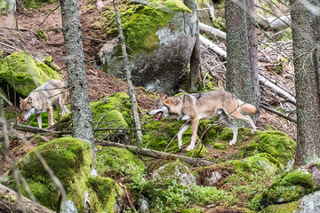 Naklejka na ściany i meble A lone Timber wolf or Grey Wolf Canis lupus standing on a rocky cliff looking back on a rainy day in autumn in Quebec, Canada