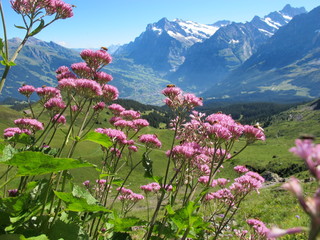 Grauer Alpendost, Adenostyles alliariae, im Berner Oberland