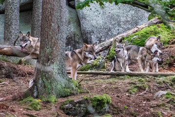 A lone Timber wolf or Grey Wolf Canis lupus standing on a rocky cliff looking back on a rainy day in autumn in Quebec, Canada