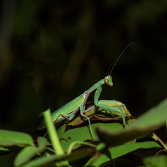 Mantis in nature in the Park hunts at night.