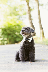 Fototapeta premium Hund schwarzer kleiner niedlicher Pudel festlich gekleidet mit einer Fliege
