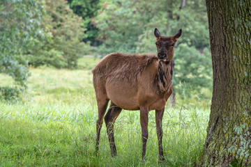 Naklejka na ściany i meble Mature doe elk standing near a tree