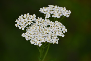 White Flower Close Up