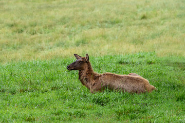 Young doe elk lying in the grass