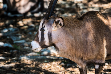 Arabian oryx close up head and shoulders