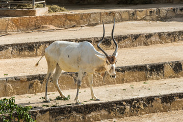 Addax or white antelope on steps © Terri