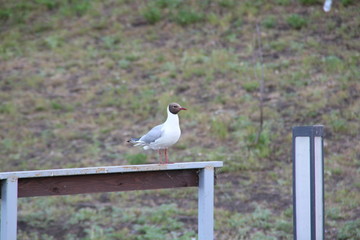 seagull on a post