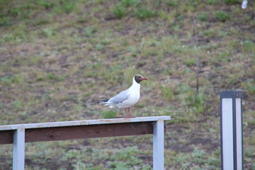 seagull on a post